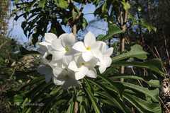 Plumeria pudica